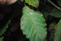 Stigmella microtheriella