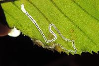 Stigmella microtheriella