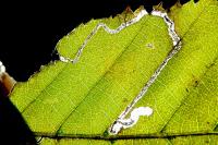 Stigmella microtheriella