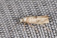 Paraswammerdamia albicapitella