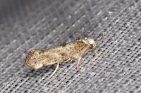 Paraswammerdamia albicapitella