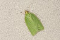 Tortrix viridana