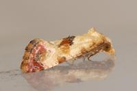 Neocochylis millierana