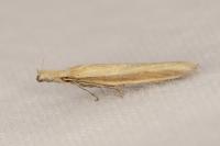 Pleurota