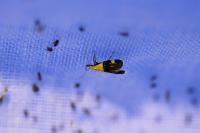 Oecophora bractella