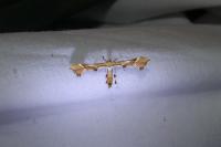 Cnaemidophorus rhododactylus