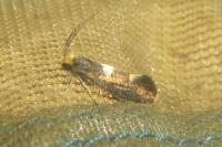 Incurvaria masculella
