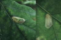 Phyllonorycter