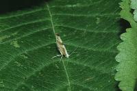 Argyresthia pruniella