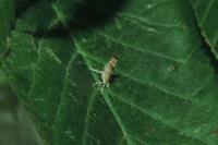 Argyresthia pruniella