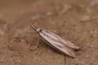 Pleurota honorella