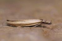 Pleurota honorella