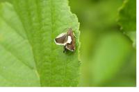 Pammene regiana