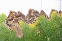 Stigmella ulmivora