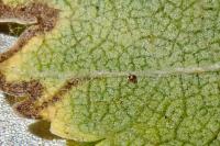 Stigmella ulmivora