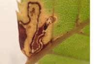 Stigmella