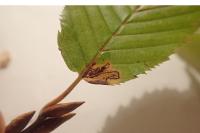 Stigmella