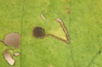 Bucculatrix frangutella