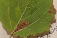 Ectoedemia argyropeza