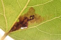 Ectoedemia argyropeza