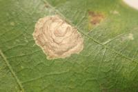 Tischeria dodonaea