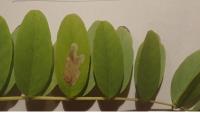 Parectopa robiniella