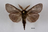 Oiketicoides febretta