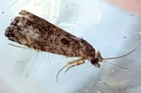 Endothenia