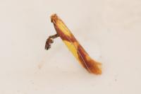 Caloptilia alchimiella