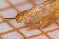 Caloptilia alchimiella