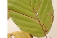 Stigmella microtheriella
