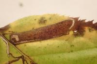 Stigmella