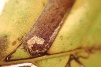 Stigmella