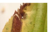 Stigmella