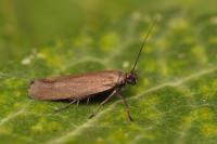 Scythris lampyrella