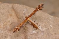 Oxyptilus pilosellae