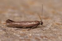 Scythris dissimilella
