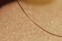 Nematopogon swammerdamella