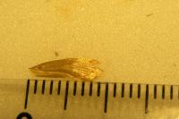 Nematopogon swammerdamella