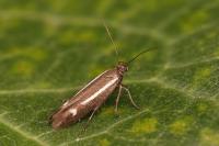 Scythris knochella