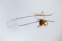 Scythris knochella