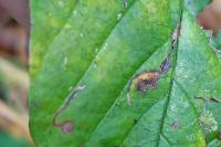 Bucculatrix frangutella
