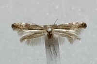Argyresthia spinosella