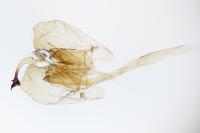 Scythris dissimilella