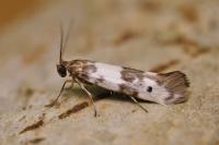 Enolmis acanthella