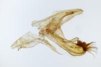 Enolmis acanthella