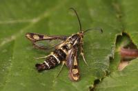 Chamaesphecia empiformis