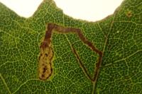 Stigmella aceris
