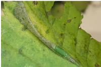 Phyllonorycter tenerella