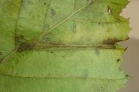 Phyllonorycter tenerella